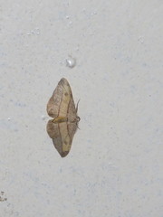 Hypochrosis hyadaria