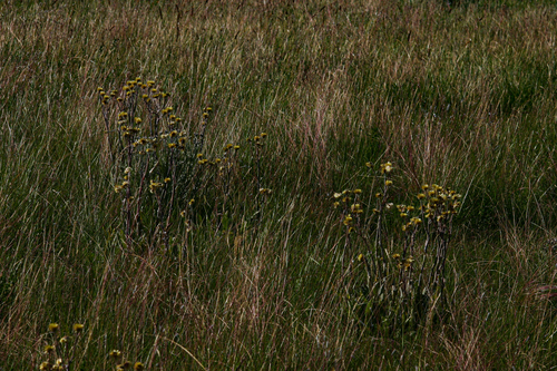 Helichrysum image