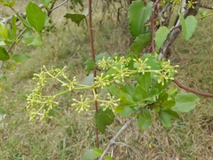 Cissus rotundifolia