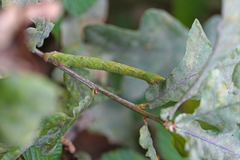 Biston betularia