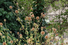 Dipsacus strigosus