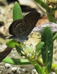 Brephidium pseudofea