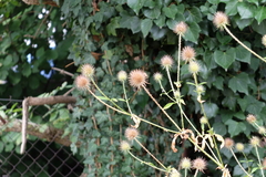 Dipsacus strigosus
