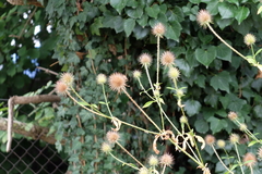 Dipsacus strigosus