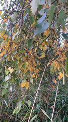 Betula pendula