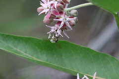 Anthophora occidentalis