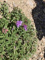Penstemon ellipticus