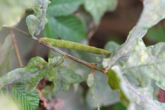 Biston betularia