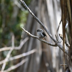 Petroica macrocephala toitoi