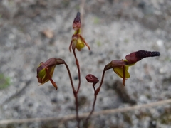 Caleana nigrita