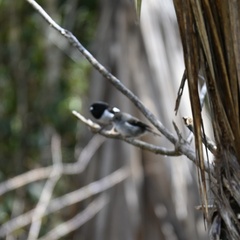 Petroica macrocephala toitoi
