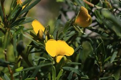 Gompholobium virgatum