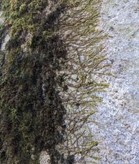 Homalothecium nuttallii