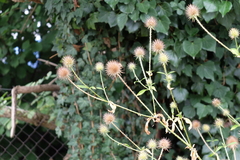 Dipsacus strigosus