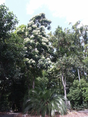 Flindersia brayleyana