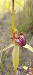 Caladenia richardsiorum