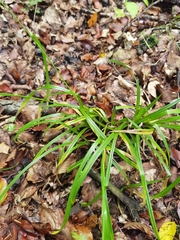 Carex pilosa