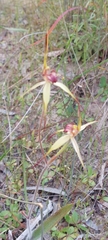 Caladenia richardsiorum