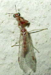 Mantispidae