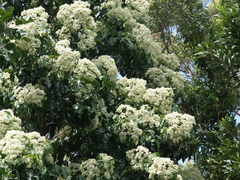 Flindersia brayleyana