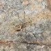 Poecilometis longicornis - Photo (c) Andrejs Medenis, alguns direitos reservados (CC BY-NC), uploaded by Andrejs Medenis