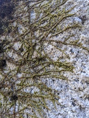 Homalothecium nuttallii