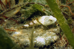 Myoxocephalus polyacanthocephalus