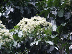 Flindersia brayleyana