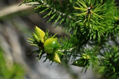 Stenanthera pinifolia