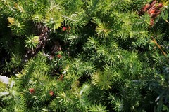 Stenanthera pinifolia