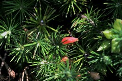 Stenanthera pinifolia