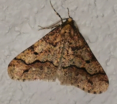 Erannis defoliaria