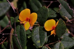 Platylobium parviflorum