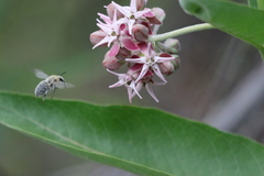 Anthophora occidentalis