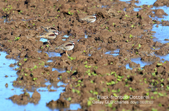 Elseyornis melanops