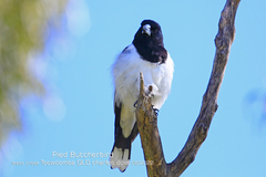 Cracticus nigrogularis