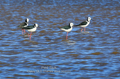 Himantopus leucocephalus