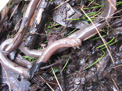 Typhlopidae
