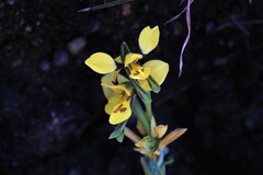 Diuris curta