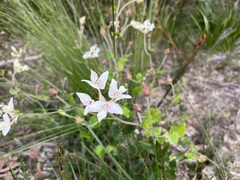 Xanthosia rotundifolia