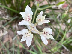 Xanthosia rotundifolia