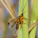 Ichneumonid Wasps - Photo (c) Reiner Richter, some rights reserved (CC BY-NC-SA), uploaded by Reiner Richter
