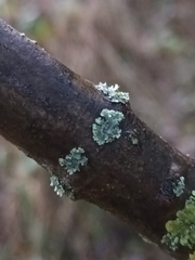 Physcia adscendens