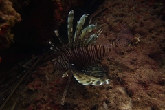 Pterois miles