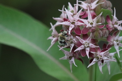 Anthophora occidentalis