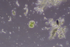 Cosmarium