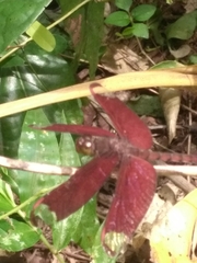 Neurothemis fulvia