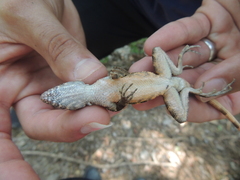 Sceloporus utiformis