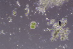 Cosmarium