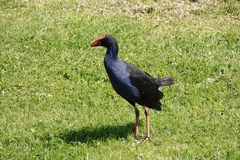 Porphyrio melanotus melanotus